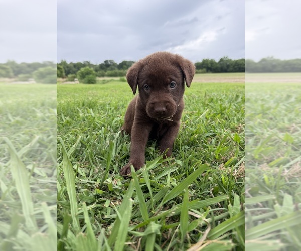 Medium Photo #3 Labrador Retriever Puppy For Sale in GREENVILLE, NC, USA