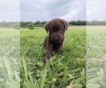 Small #2 Labrador Retriever