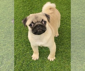 Pug Puppy for sale in BERKLEY, MI, USA
