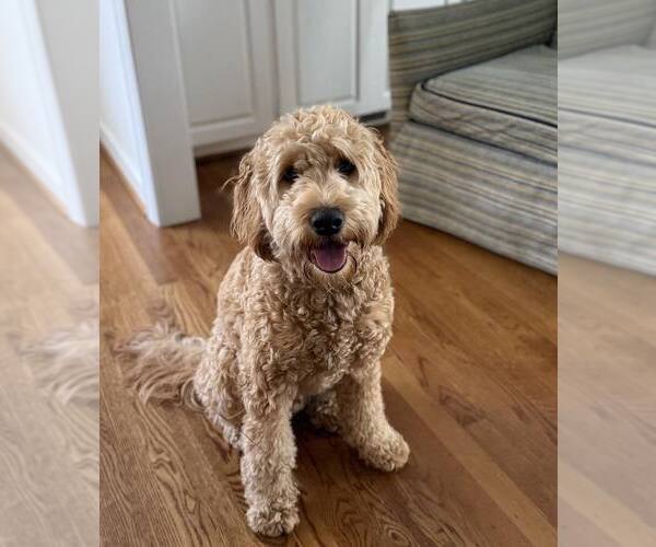 Medium Photo #8 Goldendoodle Puppy For Sale in Pacolet, SC, USA