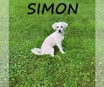 Small #2 Shih-Poo