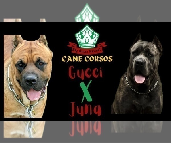 Medium Photo #2 Cane Corso Puppy For Sale in DANVILLE, IL, USA