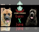 Small Photo #2 Cane Corso Puppy For Sale in DANVILLE, IL, USA