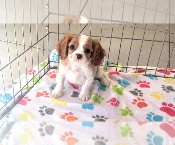 Medium Photo #7 Cavalier King Charles Spaniel Puppy For Sale in ORO VALLEY, AZ, USA