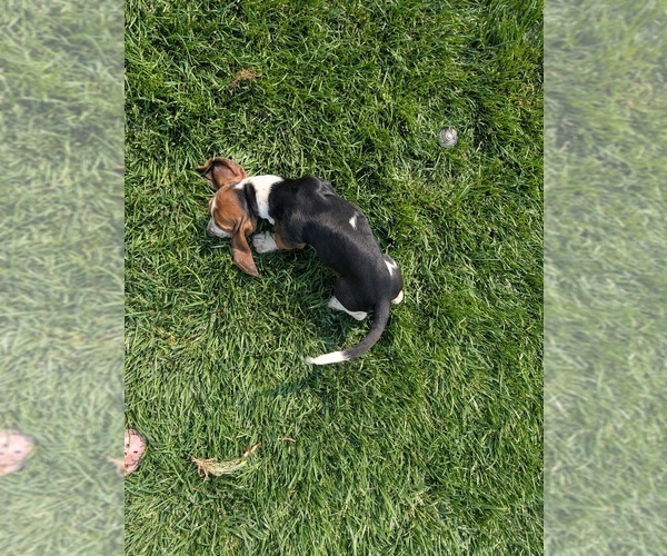 Medium Photo #11 Basset Hound Puppy For Sale in JEROME, ID, USA