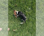 Small #10 Basset Hound