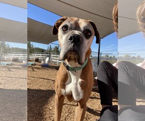 Boxer Dogs for adoption in  Ramona, CA, USA