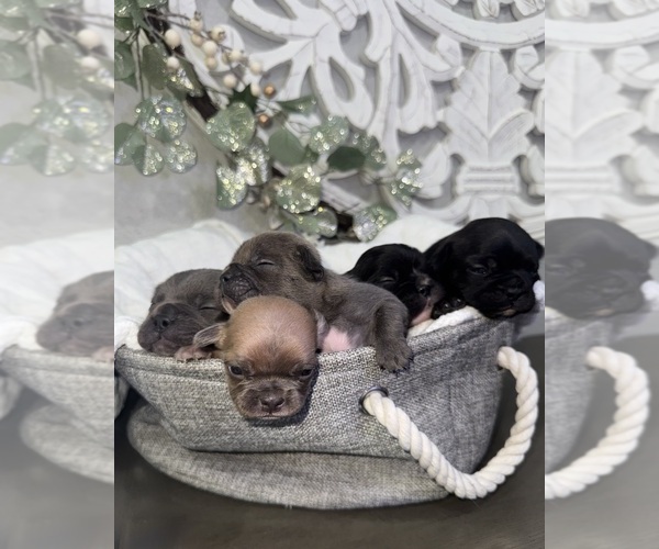 Medium Photo #2 French Bulldog Puppy For Sale in SAN BERNARDINO, CA, USA