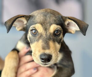 Labrador Retriever-Unknown Mix Dogs for adoption in Jefferson, NJ, USA