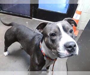 American Staffordshire Terrier-Unknown Mix Dogs for adoption in Tulsa, OK, USA