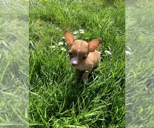 Chihuahua Puppy for sale in EUGENE, OR, USA