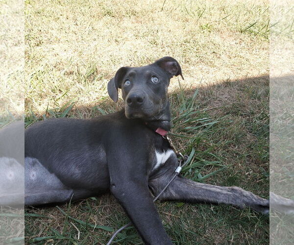 Medium Photo #7 Unknown-Weimaraner Mix Puppy For Sale in Columbus, IN, USA