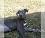 Small #6 Weimaraner Mix