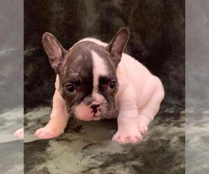 French Bulldog Puppy for sale in JOHNS ISLAND, SC, USA