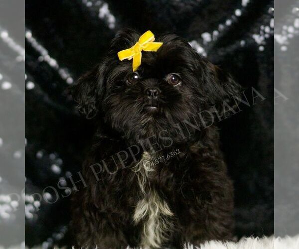 Medium Photo #3 Shih Tzu Puppy For Sale in WARSAW, IN, USA