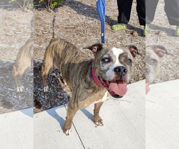 Medium Photo #1 Boxer-Unknown Mix Puppy For Sale in St. Louis Park, MN, USA