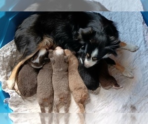 Mother of the Miniature Australian Shepherd puppies born on 03/22/2025