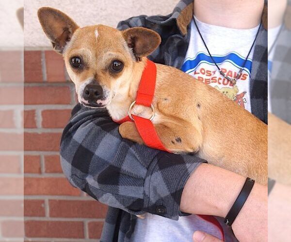 Medium Photo #2 Chihuahua-Unknown Mix Puppy For Sale in Carrollton, TX, USA