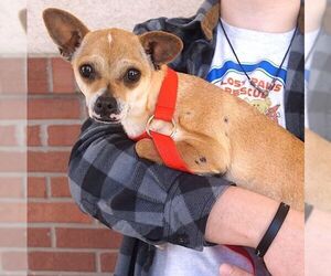 Cami - Female Chihuahua-Unknown Mix Dog for Adoption - Photo #2