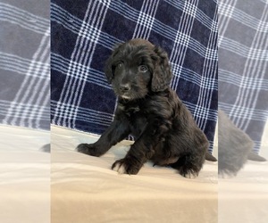 Bordoodle Puppy for Sale in SOLON SPRINGS, Wisconsin USA