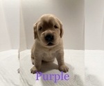 Small Photo #4 Golden Retriever Puppy For Sale in CORONA, CA, USA