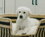 Puppy Guy English Cream Golden Retriever