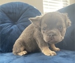 Small #21 French Bulldog