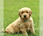 Small #2 Golden Retriever