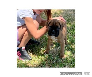 Boxer Puppy for sale in CANTON, TX, USA