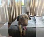 Small #1 Retriever  Mix