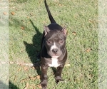 Puppy Olac American Bully