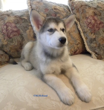 Medium Photo #1 Alaskan Malamute Puppy For Sale in CAPRON, VA, USA