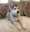 Small Photo #1 Alaskan Malamute Puppy For Sale in CAPRON, VA, USA