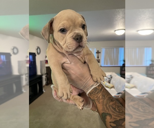 Medium Photo #4 American Bully Puppy For Sale in SELAH, WA, USA
