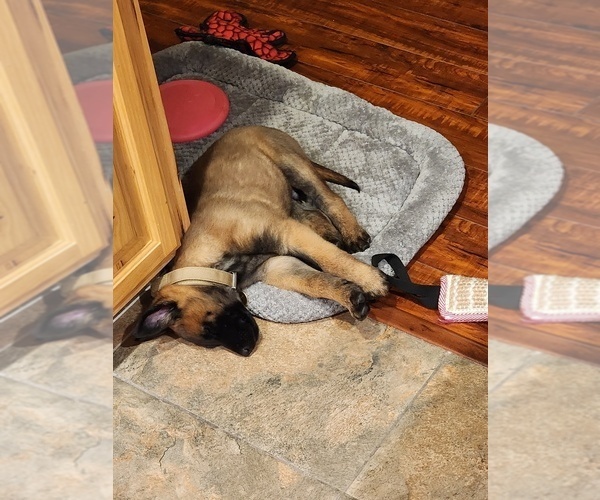 Medium Photo #4 Belgian Malinois Puppy For Sale in RENO, NV, USA