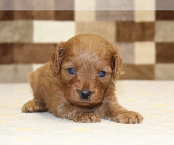 Medium Photo #6 Cavapoo (Miniature) Puppy For Sale in DENVER, PA, USA