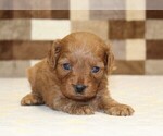 Small #5 Cavapoo (Miniature)