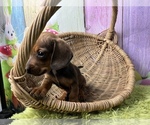 Small Photo #2 Dachshund Puppy For Sale in KINSTON, NC, USA