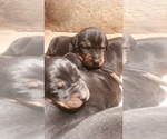 Small Photo #5 Doberman Pinscher Puppy For Sale in BON AQUA, TN, USA