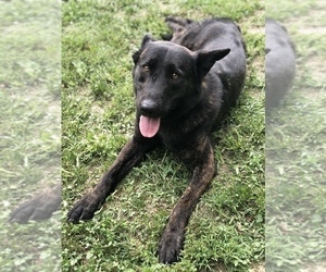 Mother of the Dutch Shepherd Dog puppies born on 10/06/2019