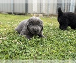 Small Photo #9 Newfoundland Puppy For Sale in BRADYVILLE, TN, USA