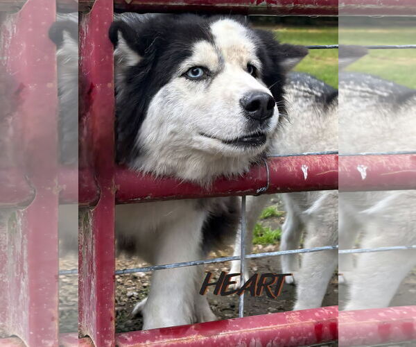 Medium Photo #2 Siberian Husky Puppy For Sale in Severn, MD, USA