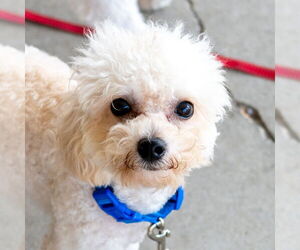 Poochon Dogs for adoption in Mundelein, IL, USA