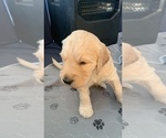 Small Photo #14 Goldendoodle Puppy For Sale in COATESVILLE, PA, USA