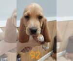 Small Photo #5 Basset Hound Puppy For Sale in CENTRALIA, WA, USA