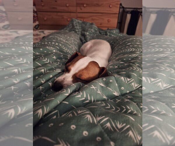 Medium Photo #1 Italian Greyhound-Unknown Mix Puppy For Sale in Arlington, WA, USA