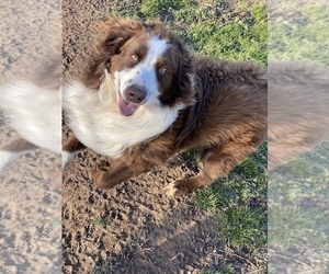 Father of the Aussiedoodle puppies born on 03/29/2025