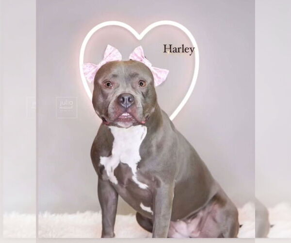 Medium Photo #5 American Pit Bull Terrier Puppy For Sale in Caldwell, NJ, USA