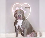 Small #4 American Pit Bull Terrier
