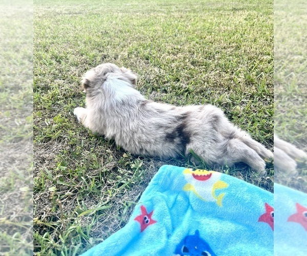 Medium Photo #3 Australian Shepherd Puppy For Sale in MOSELLE, MS, USA
